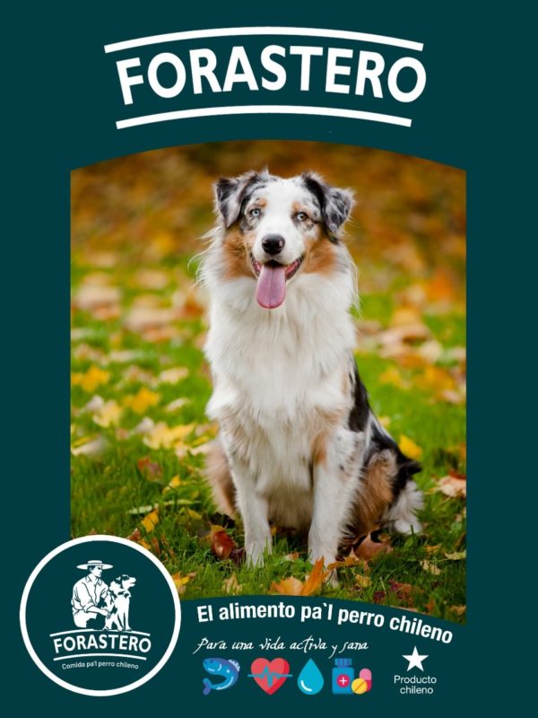 Alimento Forastero Adultos