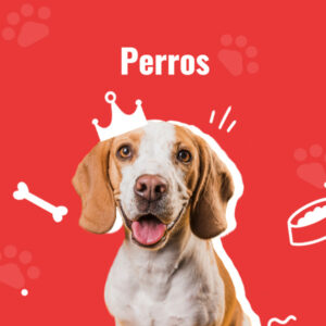 Perros