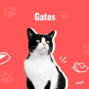 Gatos