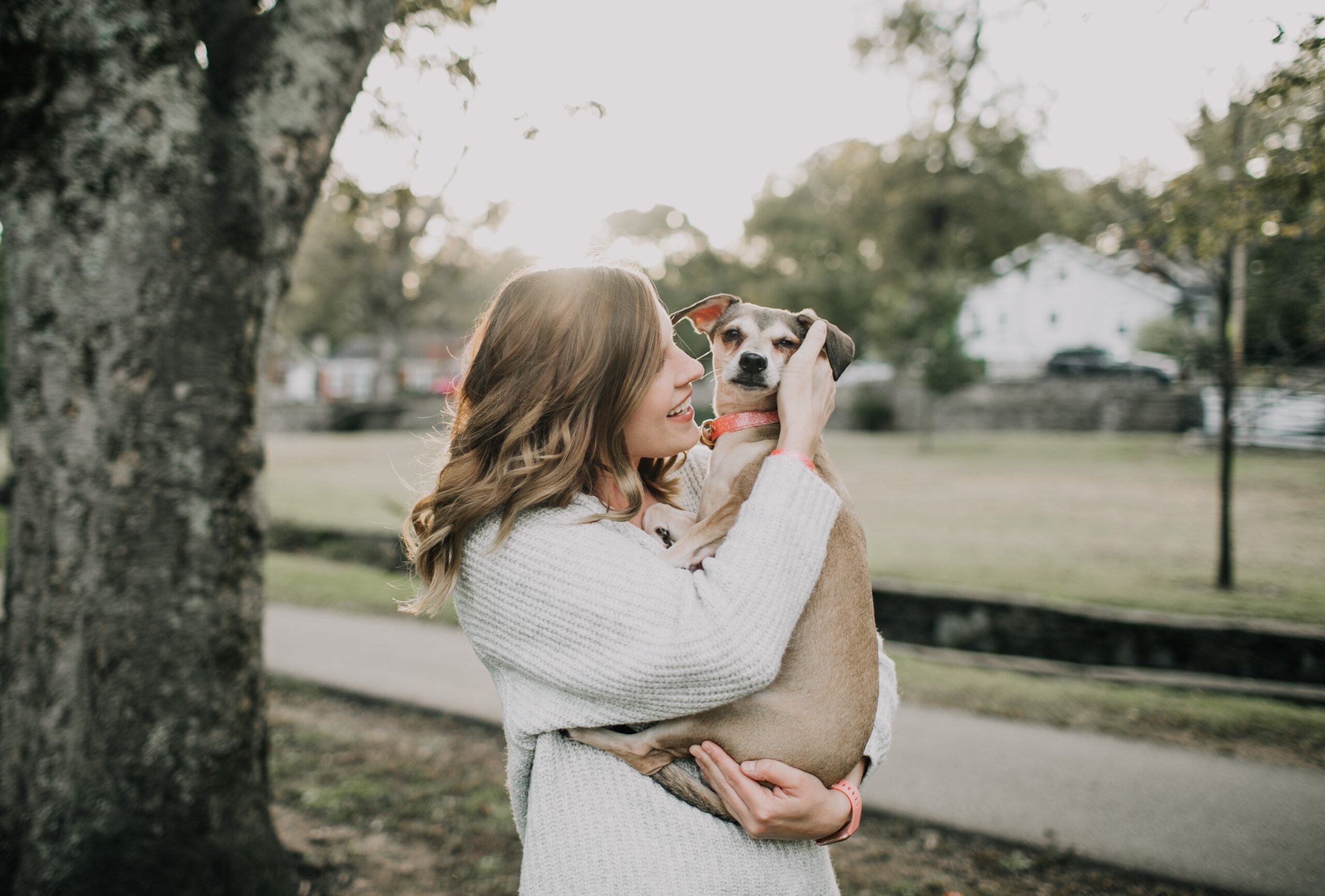 alimentación para perros